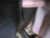 man mare porn